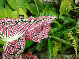 Tropical Green Leaves Closeup View