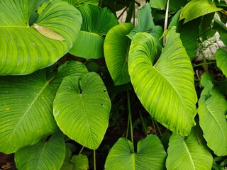 Tropical Green Leaves Closeup View