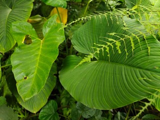 Tropical Green Leaves Closeup View