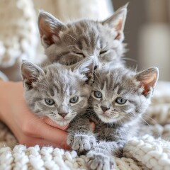Sweet Grey Tabby Kittens Cuddled Together