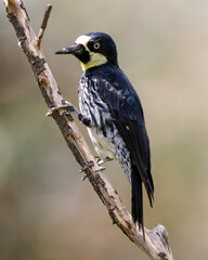 Acorn Woodpecker perched on dry branch – Melanerpes formicivorus in natural habitat