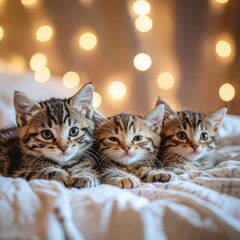 Three Adorable Tabby Kittens with Bokeh Lights