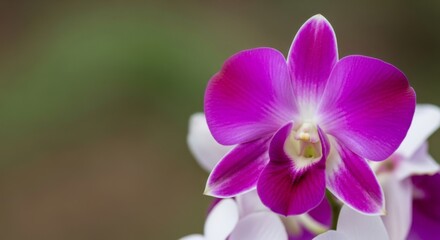 Fototapeta premium Close-up of a vibrant purple orchid with soft background blur.