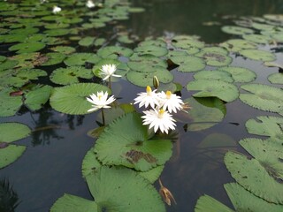 The beauty of the White Lotus is blooming on the pond.  Aquatic plants