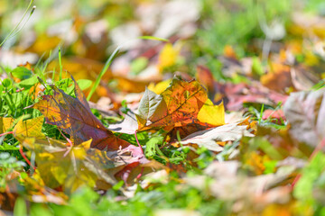 Beautiful autumn leaves scatter on the ground in a vibrant array of colors and textures
