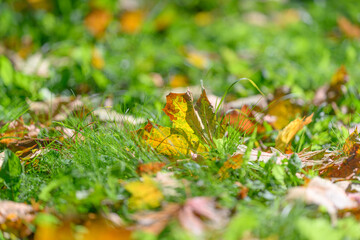 The beauty of autumn leaves scattered across vibrant green grass creates a picturesque view