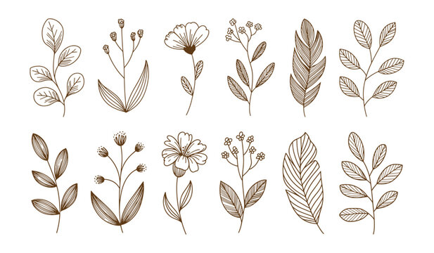 Set of botanical line art illustrations featuring delicate flowers and leaves ideal for wedding invitations and natural design elements