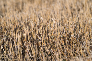 Obraz premium A Harvested Field is Waiting with Stubble Amidst Beautiful Nature and Surroundings