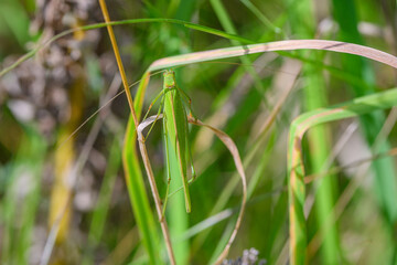 The green grasshopper elegantly camouflaged amidst the swaying blades of grass in the field