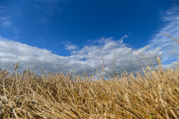 Obraz premium A stunning golden wheat field stretches beneath a bright blue sky with fluffy white clouds