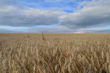 A Golden Wheat Field Sprawling Under a Dramatic and Beautiful Sky Evoking Natures Splendor