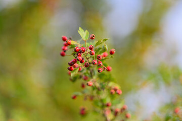 Vivid Red Berries Contrast with a Beautiful Green Background for a Stunning Visual Effect