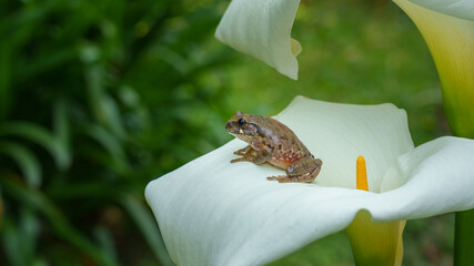 Frog among inside lily Ingagi Park View Lodge,Kinigi, Rwanda.