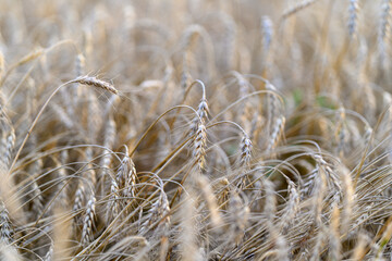 Fototapeta premium A Golden Wheat Field Flourishing Under the Soft and Gentle Light of the Glorious Evening Sky
