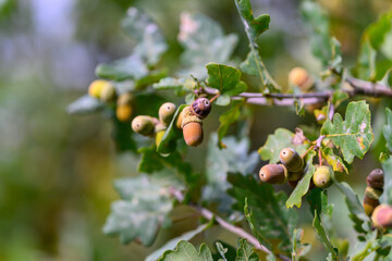 Acorns found on the Branches of an Oak Tree in its Natural Habitat, Flourishing Freely in Nature