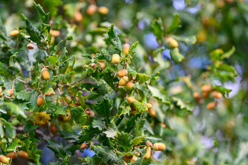 This is a closeup view of a magnificent Oak Tree showcasing its acorns and vibrant green leaves