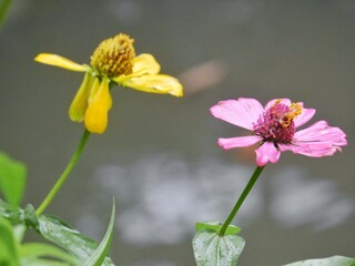 Zinia graceful flower or known by the scientific name Zinnia elegans. Zinnia elegans is an annual flowering plant originating from Mexico