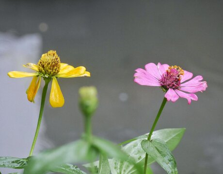 Zinia graceful flower or known by the scientific name Zinnia elegans. Zinnia elegans is an annual flowering plant originating from Mexico - Powered by Adobe