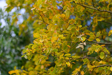 Experience the Breathtaking Beauty of Autumn Leaves with Stunning Golden Hues Across Nature