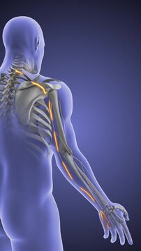 Cervical Nerve Compression C7 With Radiating Arm Pain