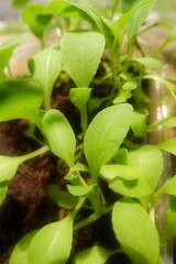 Fresh Green Bok Choy (Pak Choi) Seedlings Growing