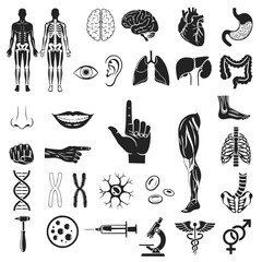 Explore human anatomy with detailed medical icons perfect for educational materials, scientific presentations, or healthcare designs, with clean, precise silhouettes and clear symbolism