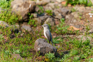 Abyssinian slaty flycatcher or Melaenornis chocolatinus on rock in garden in Rwanda.