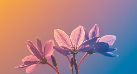 Close up of elegant flowers with delicate petals in soft lighting