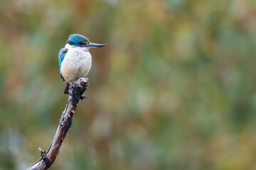 Sacred kingfisher (Todiramphus sanctus), Stirling Range, Western Australia