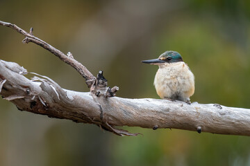 Sacred kingfisher (Todiramphus sanctus), Stirling Range, Western Australia