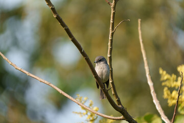 African Dusky Flycatcher or Muscicapa adusta in gardens of Inangi View Hotel