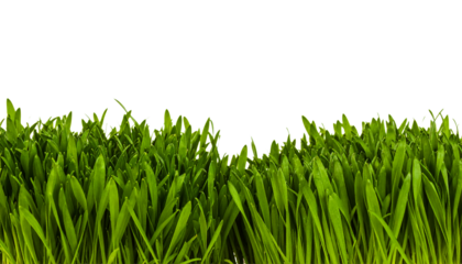Fresh green grass background texture lawn field nature plant crop on transparent background