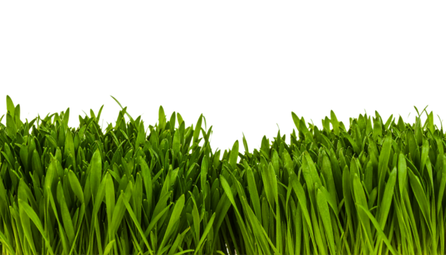 Fresh green grass background texture lawn field nature plant crop on transparent background