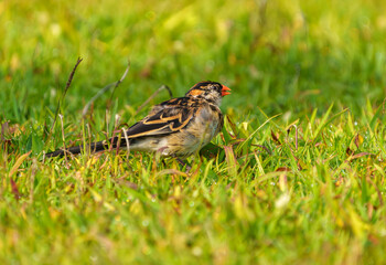 Female pin-tailed whydah or vidua macroura foraging for seed on lawn