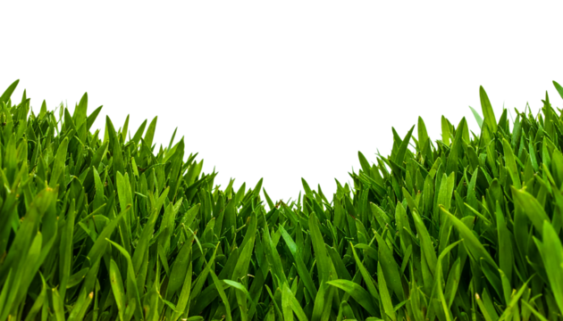 Fresh green grass lawn background texture field spring summer 61 on transparent background