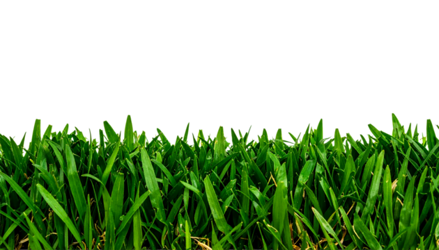 Fresh green grass lawn texture background for garden landscape on transparent background