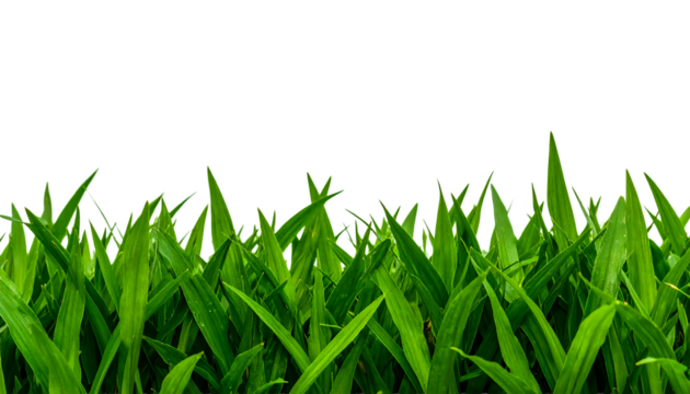 Stock photo of fresh green grass lawn background for design use on transparent background - Powered by Adobe