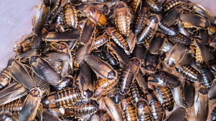 Dubia Roach Feeder Insect Close-up