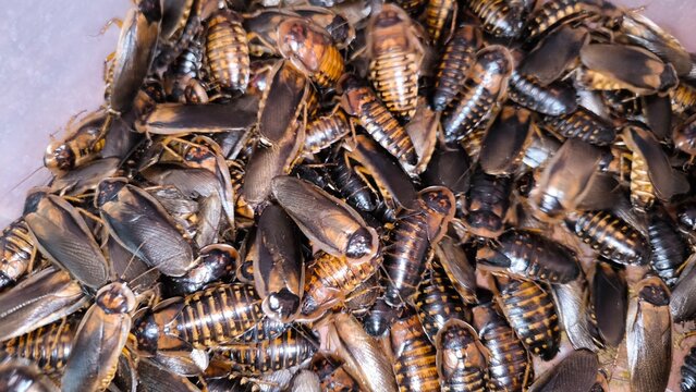 Dubia Roach Feeder Insect Close-up