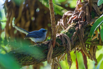 White-tailed Blue Flycatcher or 
Elminia albicauda in shade from morning sun in tree in gardens of Inangi View Mountain Lodge