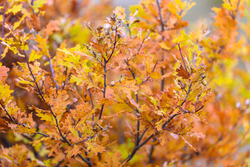 Vibrant and Colorful Autumn Leaves, Capturing the Majestic Beauty of the Seasonal Change