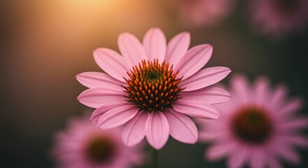 Obraz premium Close up of pink flower with detailed petals and warm sunlight bokeh