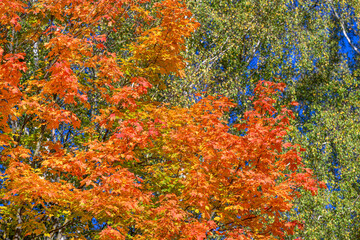Experience the stunning vibrant autumn foliage showcasing brilliant orange and yellow hues