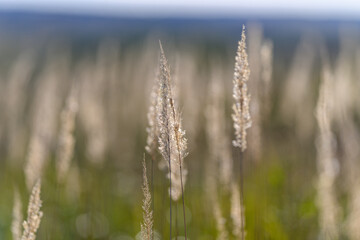 Fototapeta premium Delicate Grass Blades Reflecting Beauty in a Peaceful, Serene Landscape of Nature