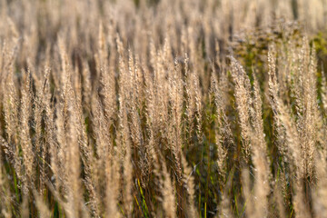 Obraz premium Golden Grasses in Soft Light A True Representation of Natures Enchanting Beauty