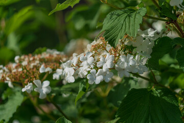 Blooming Viburnum vulgaris (Viburnum opulus) is a deciduous woody plant, a species of the genus...