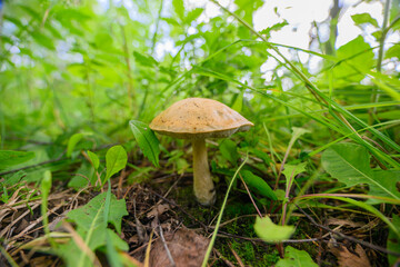 Discover a unique, vibrant mushroom nestled among the lush green grass in a serene forest