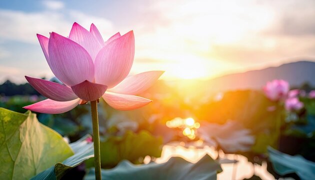 A single pink lotus flower opens its petals in a tranquil pond during a beautiful sunset, surrounded by lush green leaves and other blossoms.