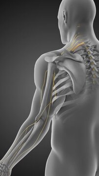 C7 Nerve Root Compression and Arm Pain Visualization
