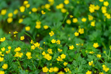 Obraz premium Vibrant yellow wildflowers thrive beautifully amidst the lush greenery of the landscape